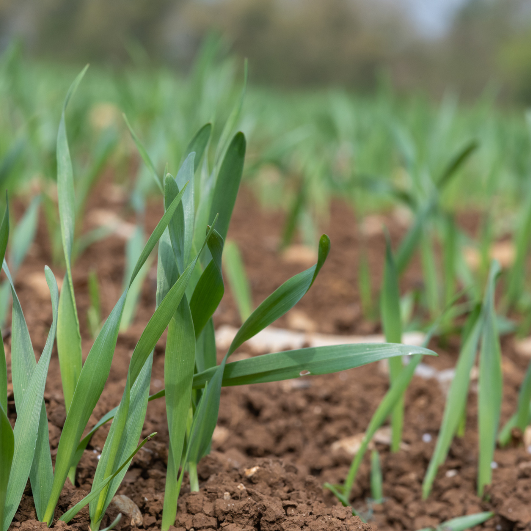 Spring Cropping Establishment key to spring cropping success » Nichino UK